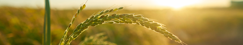 Famílies professionals d'FP - Agrària